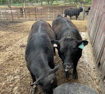 Black Angus Bulls