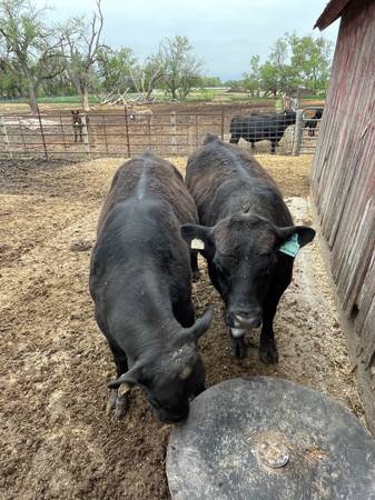 Black Angus Bulls