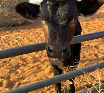 Bottle Fed Angus Bull