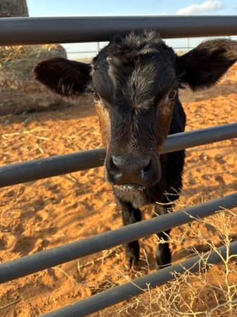 Bottle Fed Angus Bull