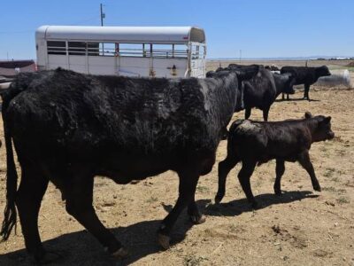 Black Angus Cow/Calf Pair