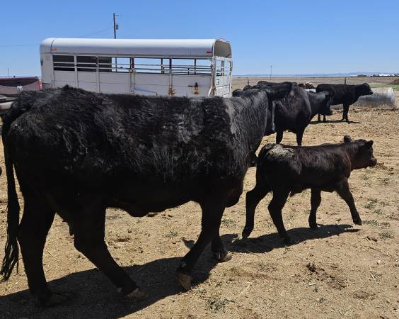 Black Angus Cow/Calf Pair