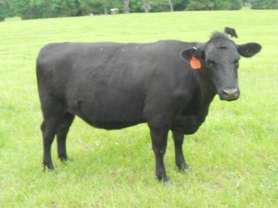 Bred Angus Heifer