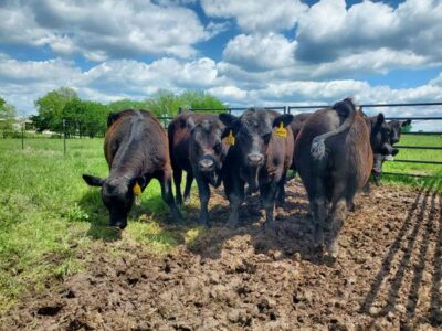 Angus Bulls