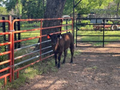 Black Angus Calf