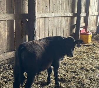 Registered Black Angus Bull Calf