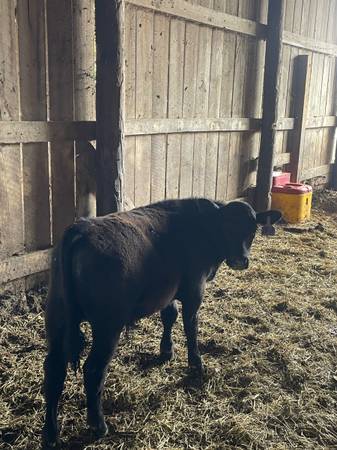 Registered Black Angus Bull Calf