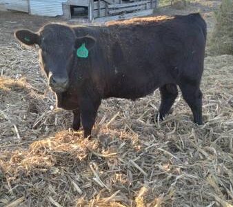 Purebred Black Angus Bulls