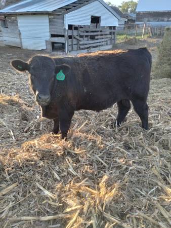 Purebred Black Angus Bulls