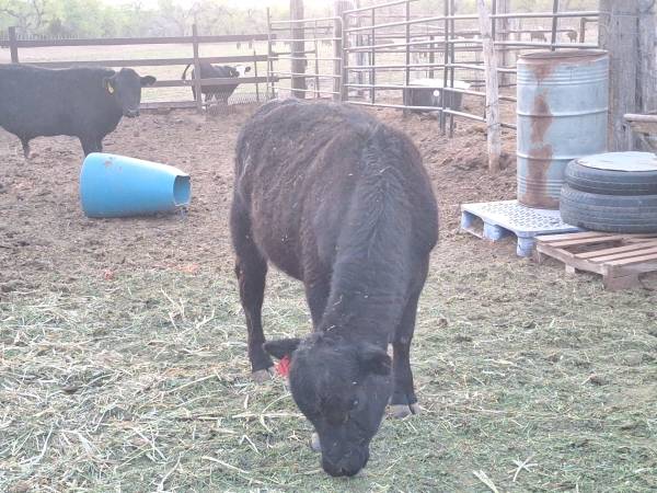 Yearling Angus Bull