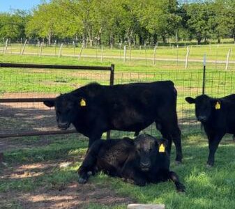 Black Angus Bulls For Sale