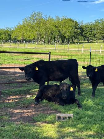 Black Angus Bulls For Sale