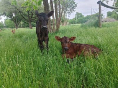 Black Angus Heifer Bottle Calf