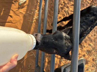 Bottle Fed Angus Bull