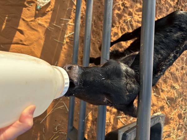 Bottle Fed Angus Bull