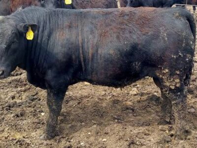 Black Angus Bulls For Sale
