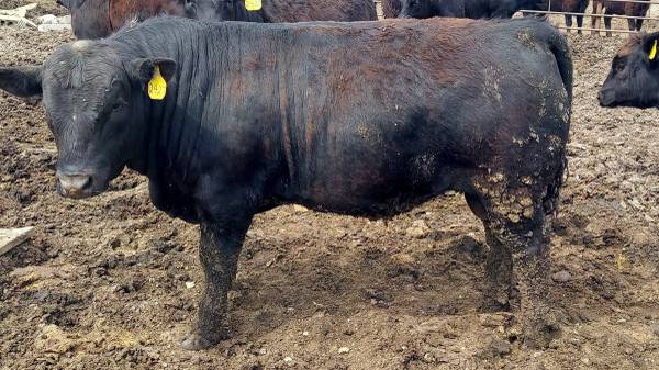 Black Angus Bulls For Sale