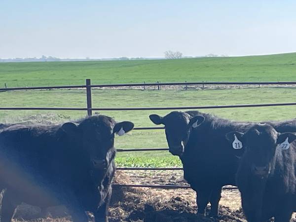 Registered Angus Bulls