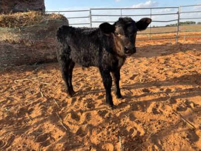 Bottle Fed Angus Bull