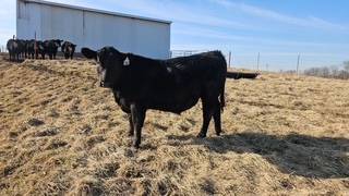 Registered Angus Bull