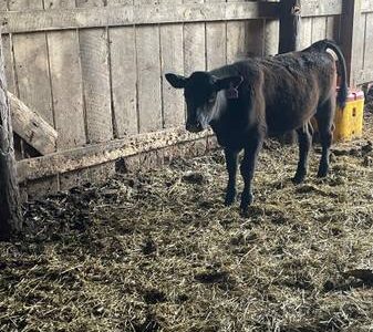 Registered Black Angus Bull Calf