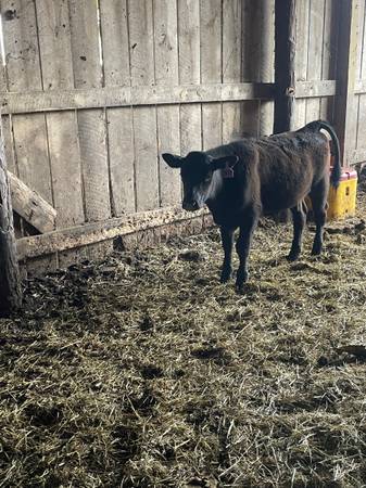 Registered Black Angus Bull Calf
