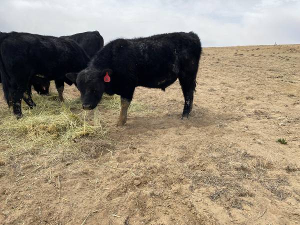 Commercial Black Angus Bulls