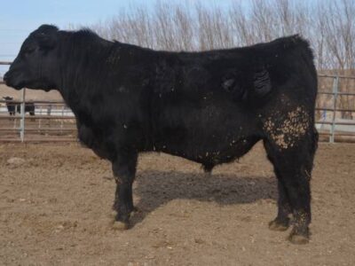 Black Angus Bulls For Sale