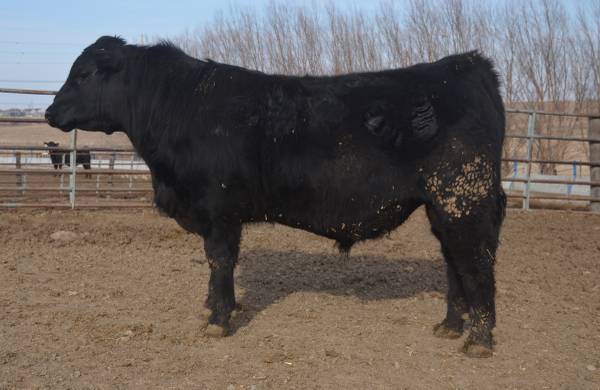 Black Angus Bulls For Sale