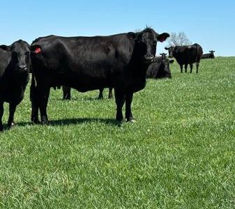 Black Angus Cows - 32 head