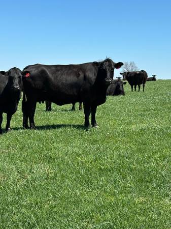 Black Angus Cows - 32 head