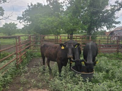 Bred Angus Cows