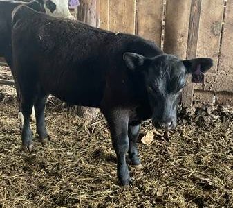 Registered Black Angus Bull Calf
