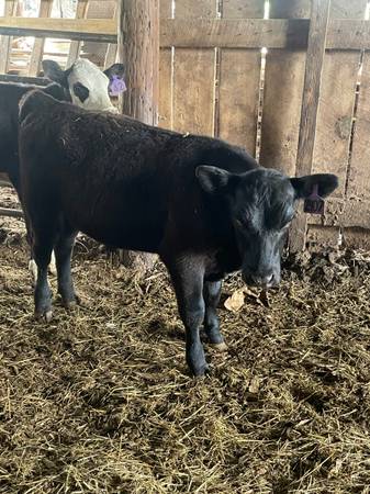 Registered Black Angus Bull Calf