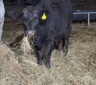 Bred Black Angus Cows