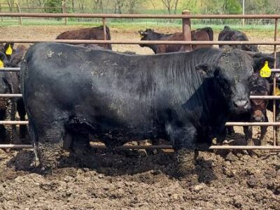 Black Angus Bulls For Sale