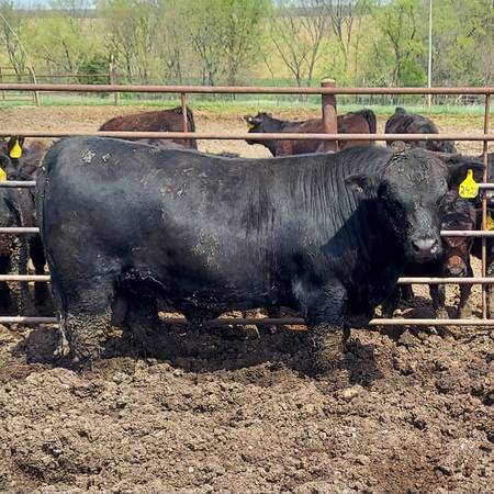 Black Angus Bulls For Sale