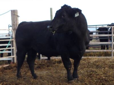 Black Angus Bulls, Cows, Heifers