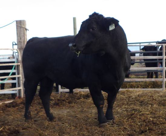 Black Angus Bulls, Cows, Heifers