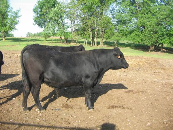 Registered Black Angus Bulls