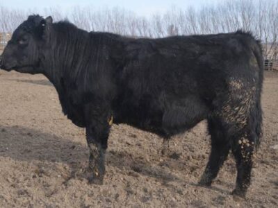 Black Angus Bulls For Sale