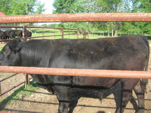 Registered Black Angus Bulls