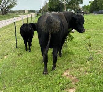 Black Angus Bull
