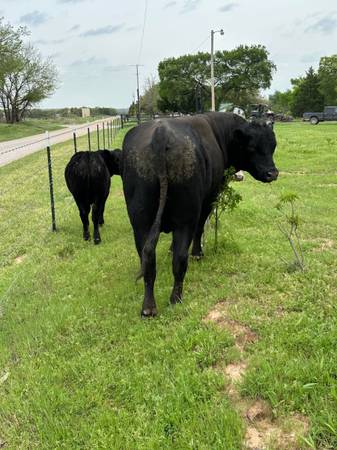 Black Angus Bull