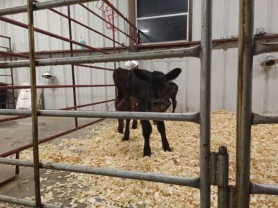 Black Angus Heifer Bottle Calf