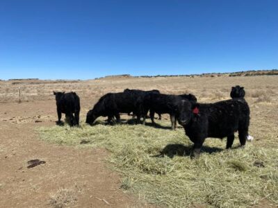 Commercial Black Angus Bulls