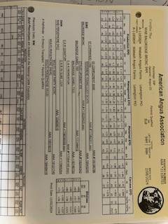 Registered Angus Bull