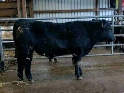 Black Angus Bulls For Sale
