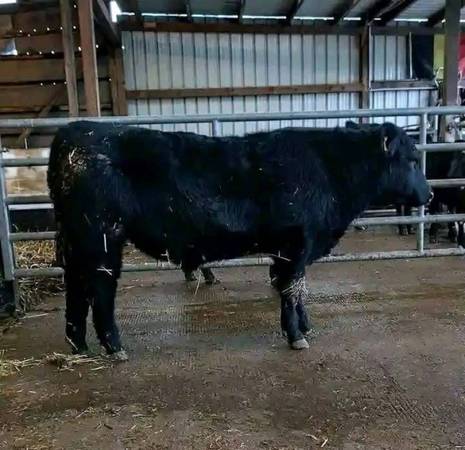 Black Angus Bulls For Sale