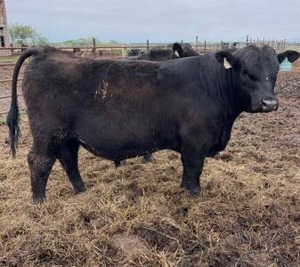 Black Angus Bulls